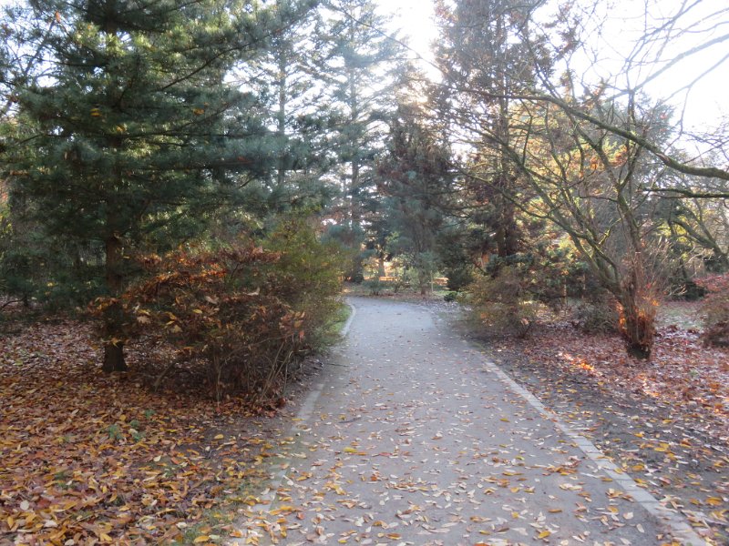 Geografisches Arboretum Rombergpark am 17,102018 (16)